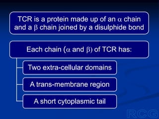 Each chain (a and b) of TCR has:
Two extra-cellular domains
A trans-membrane region
A short cytoplasmic tail
TCR is a protein made up of an a chain
and a b chain joined by a disulphide bond
 