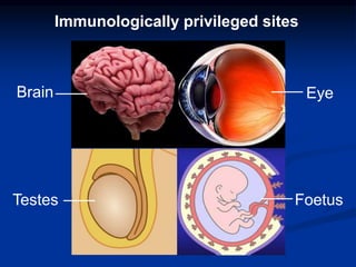 Immunologically privileged sites
Brain Eye
Testes Foetus
 