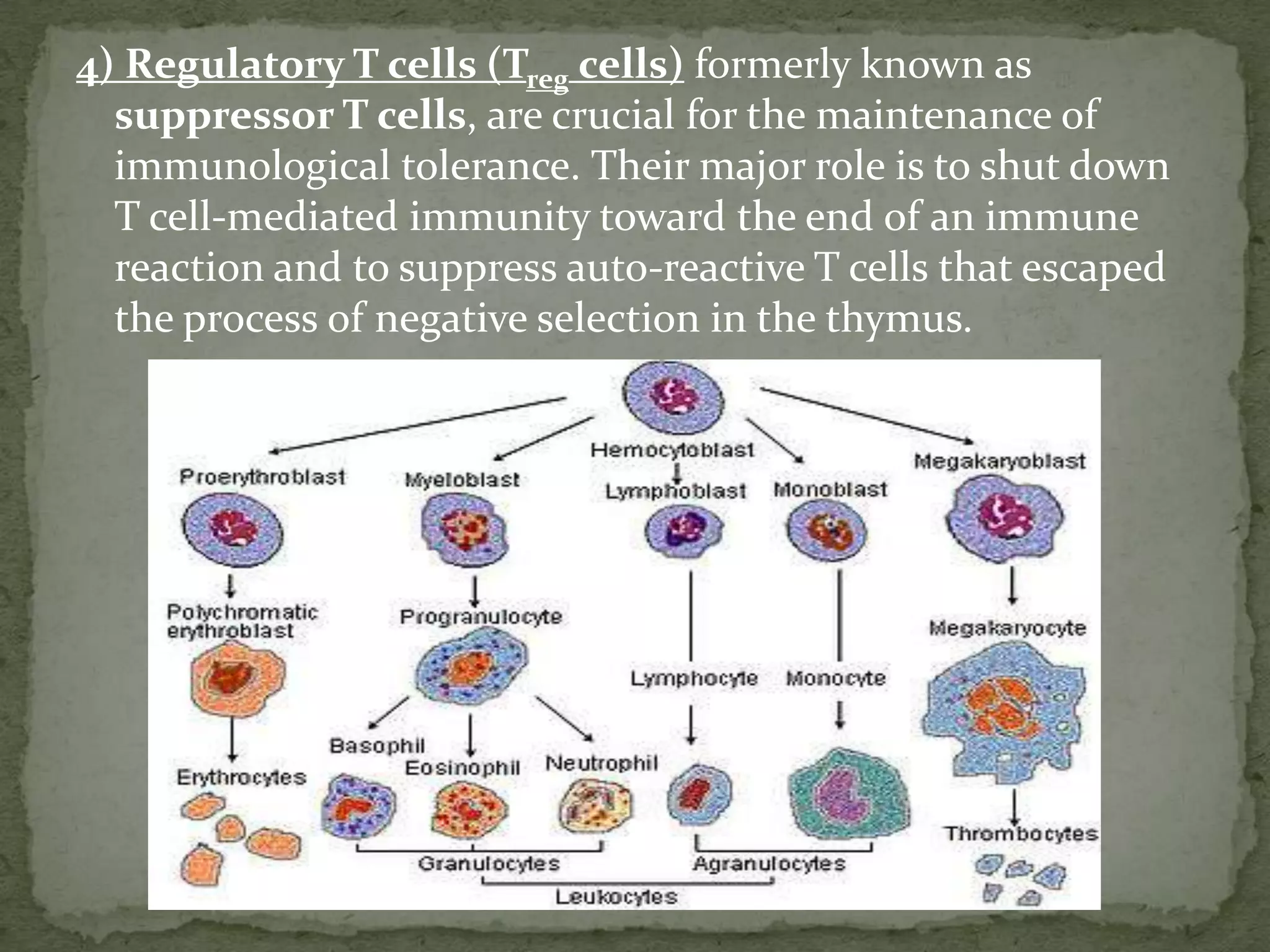 4) Regulatory T cells (Treg cells) formerly known as
  suppressor T cells, are crucial for the maintenance of
  immunological tolerance. Their major role is to shut down
  T cell-mediated immunity toward the end of an immune
  reaction and to suppress auto-reactive T cells that escaped
  the process of negative selection in the thymus.
 