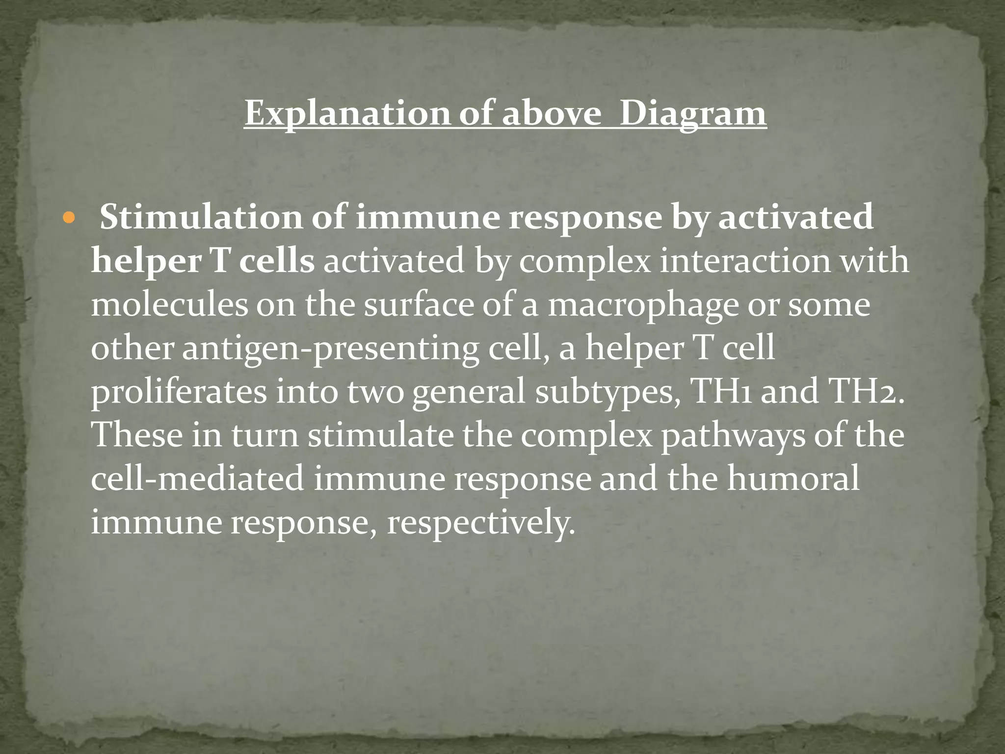 Explanation of above Diagram

 Stimulation of immune response by activated
 helper T cells activated by complex interaction with
 molecules on the surface of a macrophage or some
 other antigen-presenting cell, a helper T cell
 proliferates into two general subtypes, TH1 and TH2.
 These in turn stimulate the complex pathways of the
 cell-mediated immune response and the humoral
 immune response, respectively.
 