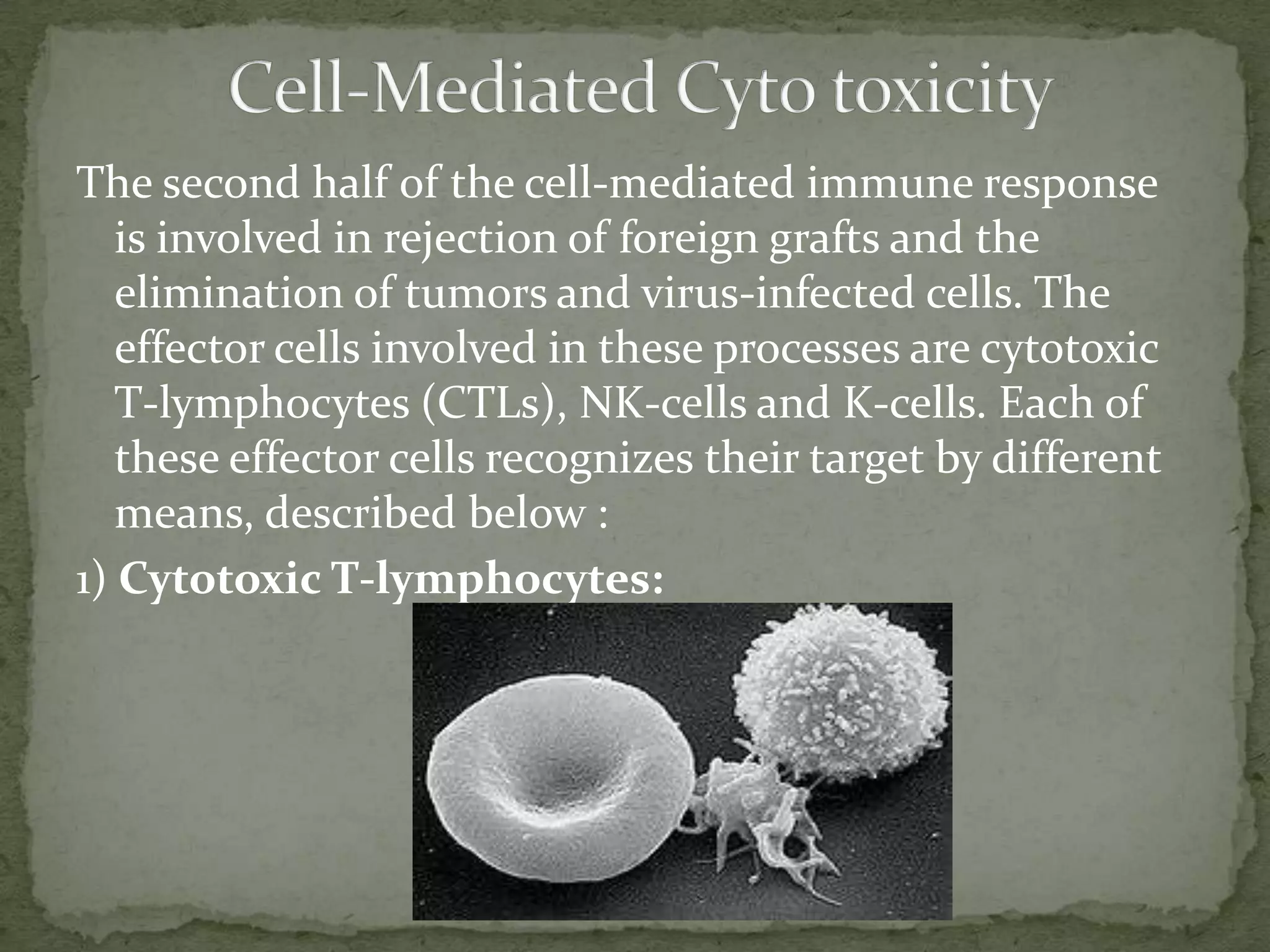 The second half of the cell-mediated immune response
   is involved in rejection of foreign grafts and the
   elimination of tumors and virus-infected cells. The
   effector cells involved in these processes are cytotoxic
   T-lymphocytes (CTLs), NK-cells and K-cells. Each of
   these effector cells recognizes their target by different
   means, described below :
1) Cytotoxic T-lymphocytes:
 