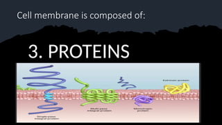 Cell membrane is composed of:
3. PROTEINS
 