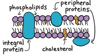 Discussion about cells CELL-MEMBRANE.pptx