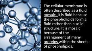 The cellular membrane is
often described as a fluid
mosaic. It is fluid because
the phospholipids form a
fluid rather than a solid
structure. It is mosaic
because of the
arrangement of many
proteins within the sheets
of phospholipids.
 