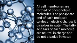 All cell membranes are
formed of phospholipid
molecules. The phosphate
end of each molecule
carries an electric charge; it
dissolves in water. The fatty
acid tails of each molecule
are neutral in charge and
do not dissolve in water.
 