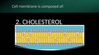 Cell membrane is composed of:
2. CHOLESTEROL
 