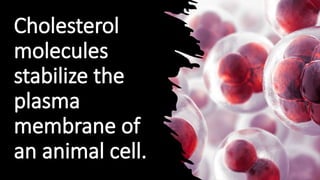 Cholesterol
molecules
stabilize the
plasma
membrane of
an animal cell.
 