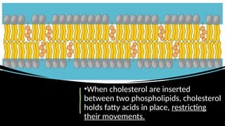 •When cholesterol are inserted
between two phospholipids, cholesterol
holds fatty acids in place, restricting
their movements.
 