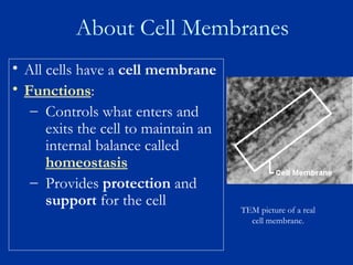 Cell Membrane And Cell Transport Notes New | PPT