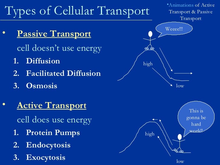 types of cell transport