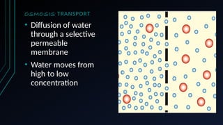 OSMOSIS TRANSPORT
• Diffusion of water
through a selective
permeable
membrane
• Water moves from
high to low
concentration
 