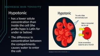 OSMOSIS AND TONICITY
Hypotonic
• has a lower solute
concentration than
inside the cell (the
prefix hypo is Latin for
under or below)
• The difference in
concentration between
the compartments
causes water to enter
the cell. This Photo by Unknown Author is licensed under CC BY
 