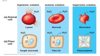 This Photo by Unknown Author is licensed under CC BY-SA
 