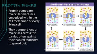 PROTEIN PUMPS
• Protein pumps are
molecular machines
embedded within the
cell membrane of every
living cell.
• They transport ions or
molecules across this
barrier, often against
their natural tendency
to spread out.
This Photo by Unknown Author is licensed under CC BY
 
