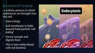 ENDOCYTOSIS
-a cellular process in which
substances are brought into
the cell.
• Uses energy
• Cell membrane in-folds
around food particle ‘cell
eating’
• Forms vacuole and
digests food
• This is how white blood
cells eat bacteria
 