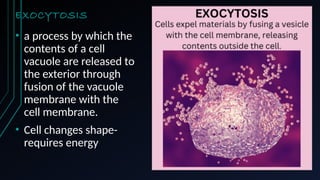 EXOCYTOSIS
• a process by which the
contents of a cell
vacuole are released to
the exterior through
fusion of the vacuole
membrane with the
cell membrane.
• Cell changes shape-
requires energy This Photo by Unknown Author is licensed under CC BY
 