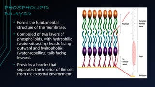 PHOSPHOLIPID
BILAYER
• Forms the fundamental
structure of the membrane.
• Composed of two layers of
phospholipids, with hydrophilic
(water-attracting) heads facing
outward and hydrophobic
(water-repelling) tails facing
inward.
• Provides a barrier that
separates the interior of the cell
from the external environment. Category 1 Category 2 Category 3 Category 4
0
1
2
3
4
5
6
Series 1 Series 2 Series 3
 