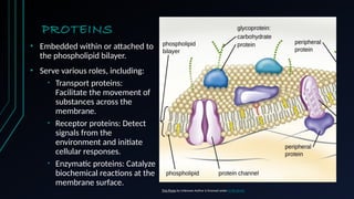 PROTEINS
• Embedded within or attached to
the phospholipid bilayer.
• Serve various roles, including:
• Transport proteins:
Facilitate the movement of
substances across the
membrane.
• Receptor proteins: Detect
signals from the
environment and initiate
cellular responses.
• Enzymatic proteins: Catalyze
biochemical reactions at the
membrane surface.
Task 1
Task 2
Task 3
This Photo by Unknown Author is licensed under CC BY-SA-NC
 