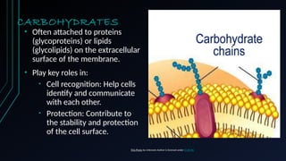 CARBOHYDRATES
• Often attached to proteins
(glycoproteins) or lipids
(glycolipids) on the extracellular
surface of the membrane.
• Play key roles in:
• Cell recognition: Help cells
identify and communicate
with each other.
• Protection: Contribute to
the stability and protection
of the cell surface.
G
r
o
u
p
2
9
5
Class 2 76 8
8
Class 3 84
9
0
This Photo by Unknown Author is licensed under CC BY-NC
 