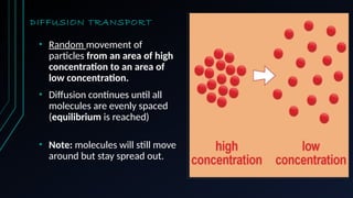 DIFFUSION TRANSPORT
• Random movement of
particles from an area of high
concentration to an area of
low concentration.
• Diffusion continues until all
molecules are evenly spaced
(equilibrium is reached)
• Note: molecules will still move
around but stay spread out.
 
