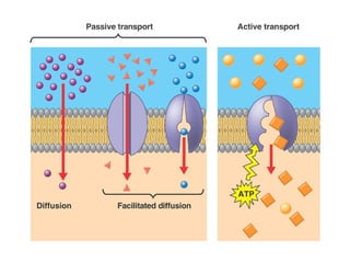 Honors Biology: Cell Membrane ~ Diffusion And Osmosis | PPT