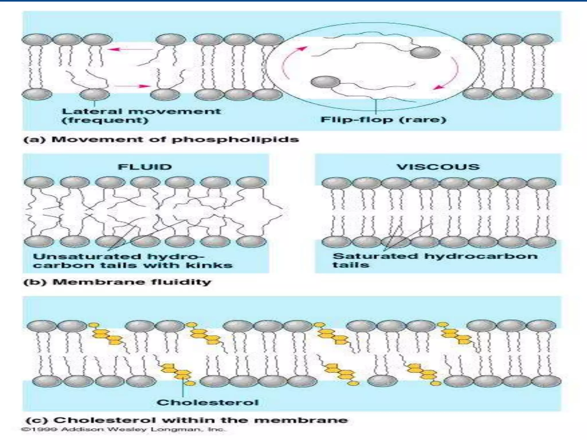 CELL-MEMBRANE-STRUCTURE-FUNCTION-WEEK-5.ppt