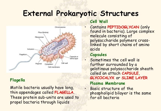 Peptidoglycan Is A Polysaccharide Found Only In Bacteria Cell & Molecular Biology