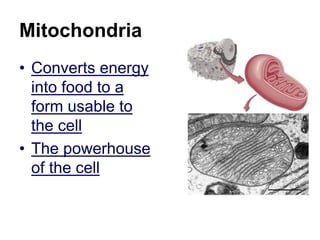 Mitochondria
• Converts energy
into food to a
form usable to
the cell
• The powerhouse
of the cell
 
