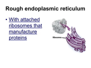 Rough endoplasmic reticulum
• With attached
ribosomes that
manufacture
proteins
 