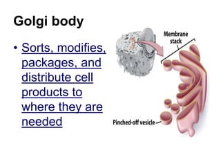 Golgi body
• Sorts, modifies,
packages, and
distribute cell
products to
where they are
needed
 