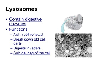 Lysosomes
• Contain digestive
enzymes
• Functions
– Aid in cell renewal
– Break down old cell
parts
– Digests invaders
– Suicidal bag of the cell
 