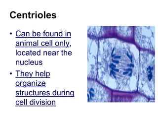 Centrioles
• Can be found in
animal cell only,
located near the
nucleus
• They help
organize
structures during
cell division
 