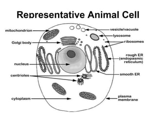 Representative Animal Cell
 