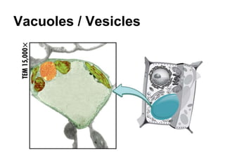 Vacuoles / Vesicles
 