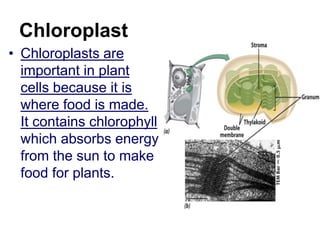 Chloroplast
• Chloroplasts are
important in plant
cells because it is
where food is made.
It contains chlorophyll
which absorbs energy
from the sun to make
food for plants.
 