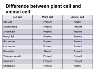 Difference between plant cell and
animal cell
Cell part Plant cell Animal cell
Cell wall Present Absent
Mitochondria Present Present
Smooth ER Present Present
Rough ER Present Present
Ribosomes Present Present
Lysosomes Present Present
Centrioles Absent Present
Vacuole / Vesicle Present Present
Golgi body Present Present
Chloroplast Present Absent
 