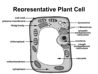 Representative Plant Cell
 