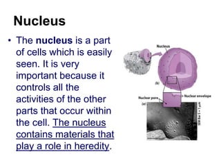Nucleus
• The nucleus is a part
of cells which is easily
seen. It is very
important because it
controls all the
activities of the other
parts that occur within
the cell. The nucleus
contains materials that
play a role in heredity.
 