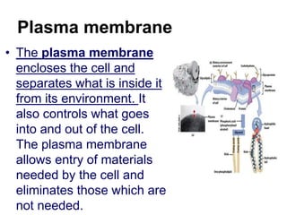 Plasma membrane
• The plasma membrane
encloses the cell and
separates what is inside it
from its environment. It
also controls what goes
into and out of the cell.
The plasma membrane
allows entry of materials
needed by the cell and
eliminates those which are
not needed.
 