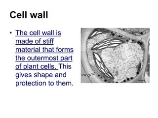 Cell wall
• The cell wall is
made of stiff
material that forms
the outermost part
of plant cells. This
gives shape and
protection to them.
 