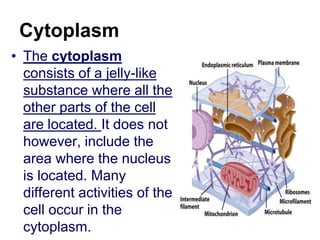 Cytoplasm
• The cytoplasm
consists of a jelly-like
substance where all the
other parts of the cell
are located. It does not
however, include the
area where the nucleus
is located. Many
different activities of the
cell occur in the
cytoplasm.
 