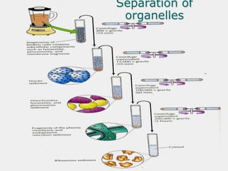 cell - nursing.ppt