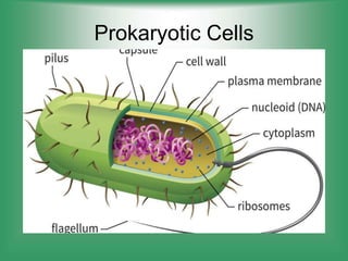 Prokaryotic Cells
 