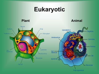 Eukaryotic
Plant Animal
 