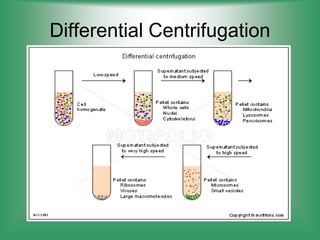 Differential Centrifugation
 
