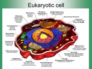 Eukaryotic cell
 