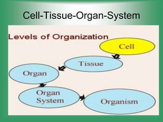 Cell-Tissue-Organ-System
 