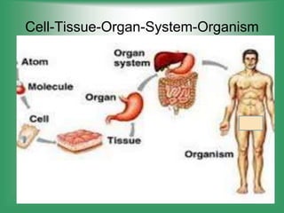 Cell-Tissue-Organ-System-Organism
 