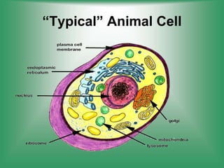 “Typical” Animal Cell
 