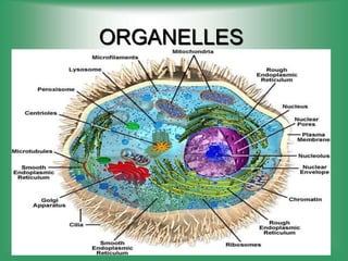 ORGANELLES
 